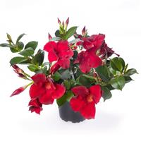 Madinia Petite Deep Red Dipladenia
