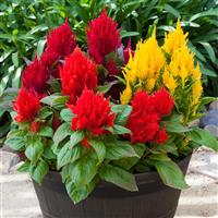 Bright Sparks Mix Celosia