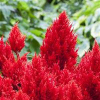 Bright Sparks Scarlet Celosia