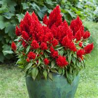 Bright Sparks Scarlet Celosia