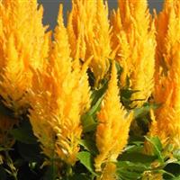 Bright Sparks Bright Yellow Celosia