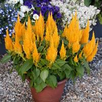 Bright Sparks Bright Yellow Celosia