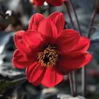Black Forest Ruby Dahlia