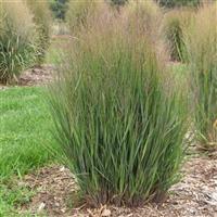 Grass Panicum Half Pint