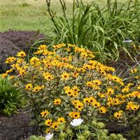 Heliopsis Touch of Blush