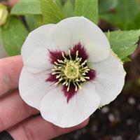 Helleborus Honeymoon Swiss Alps