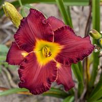 Hemerocallis Another Brick in the Wall