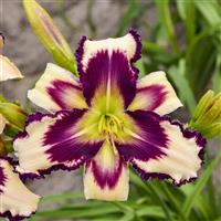 Hemerocallis Inscribed On My Heart