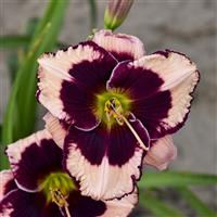 Hemerocallis Jane Trimmer