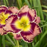 Hemerocallis Momentary Bliss
