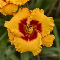 Hemerocallis Pooh Bear