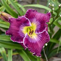 Hemerocallis Rich In Mercy