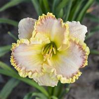 Hemerocallis Singular Sensation