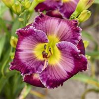 Hemerocallis Through a Glass Darkly