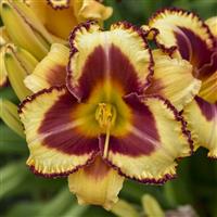 Hemerocallis Rainbow Rhythm Blazing Glory