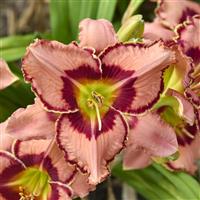 Hemerocallis Rainbow Rhythm Fearfully and Wonderfully Made