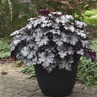 Heuchera Dressed Up Prom Dress