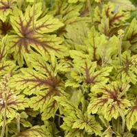 Heucherella Fun and Games Capture the Flag