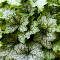 Heucherella Fun and Games Shadow Tag