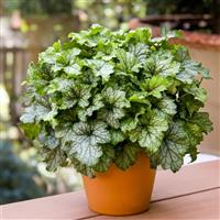Heucherella Fun and Games Shadow Tag