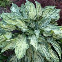 Hosta Emperors New Clothes