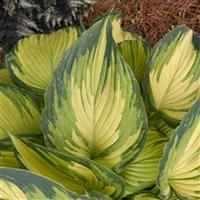 Hosta My Fair Lady