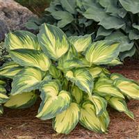 Hosta My Fair Lady