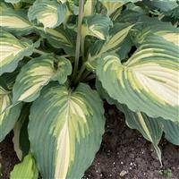 Hosta Shadowland Love Story