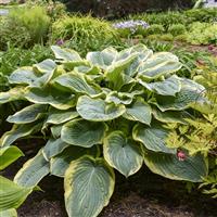 Hosta Shadowland Gigantosaurus