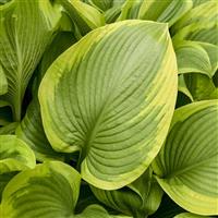 Hosta Shadowland Lone Star