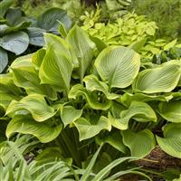 Hosta Shadowland Lone Star