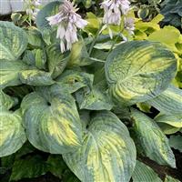 Hosta Shadowland Sound of Music