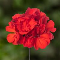 Mojo Scarlet Interspecific Geranium