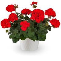 Mojo Scarlet Interspecific Geranium