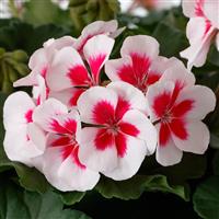 Mojo White Splash Interspecific Geranium
