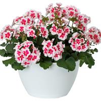 Mojo White Splash Interspecific Geranium