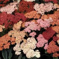 Achillea millefolium Summer Berries