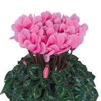 Tianis<sup>®</sup> Rose With Eye Cyclamen