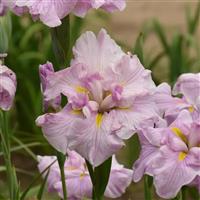 Iris Pinkerton