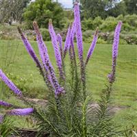 Liatris Lavender Glowsticks
