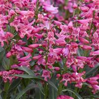 Penstemon Bejeweled Pink Pearls