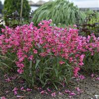 Penstemon Bejeweled Pink Pearls