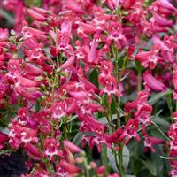 Penstemon Bejeweled Rose Rhinestones