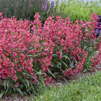 Penstemon Bejeweled Rose Rhinestones