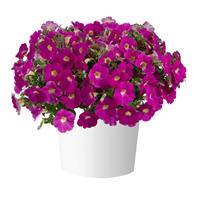 Cascadias Rose Petunia