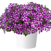 Cascadias Fuchsia Gem Petunia