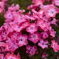 Phlox Luminary Pink Lightning