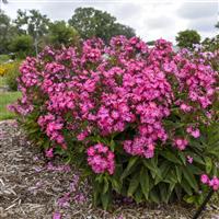 Phlox Luminary Pink Lightning
