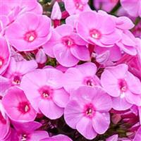 Phlox Luminary Prismatic Pink