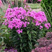 Phlox Luminary Prismatic Pink